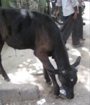 cow1