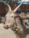 cow2
