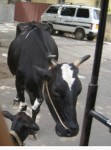 cow3
